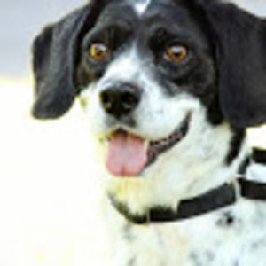 Meet your Posher, Krazy4